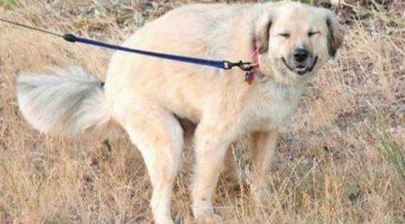 狗狗的便便怎么样才算正常,狗狗健康的便便是怎么样的