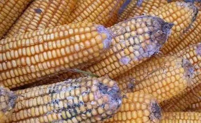 怎么减少养猪场母猪发病,养猪技术母猪便秘的8个解决方法