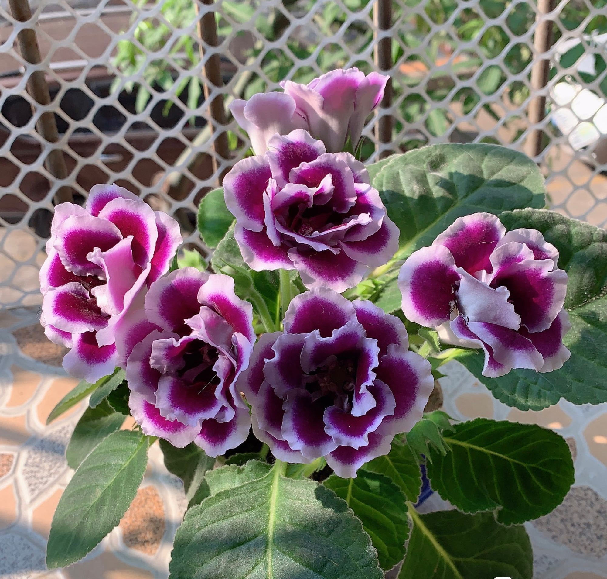 芙蓉花四季常青,芙蓉花盆栽好养