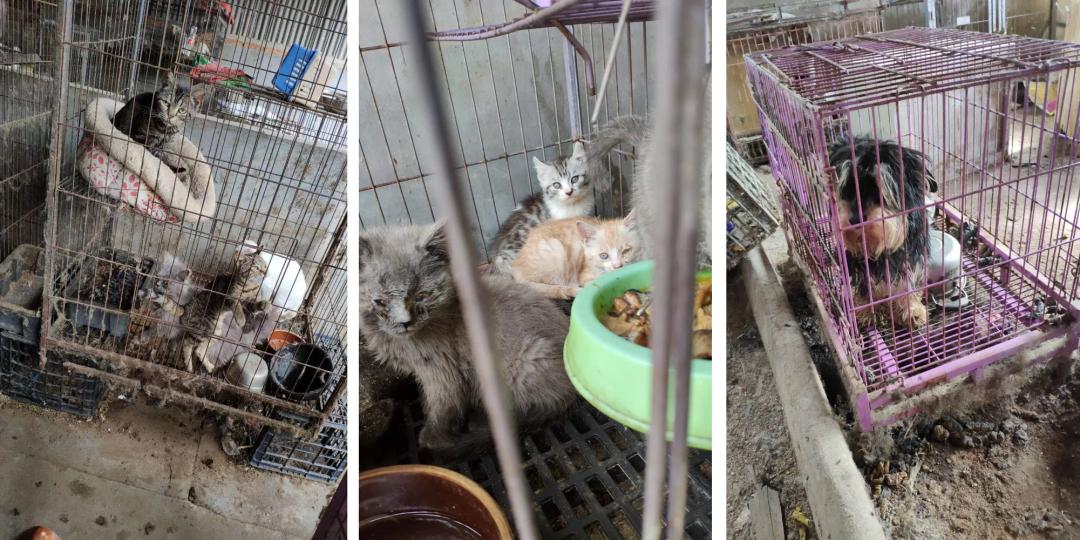 田园猫打疫苗后第二天得了猫瘟,田园猫生病会自愈吗