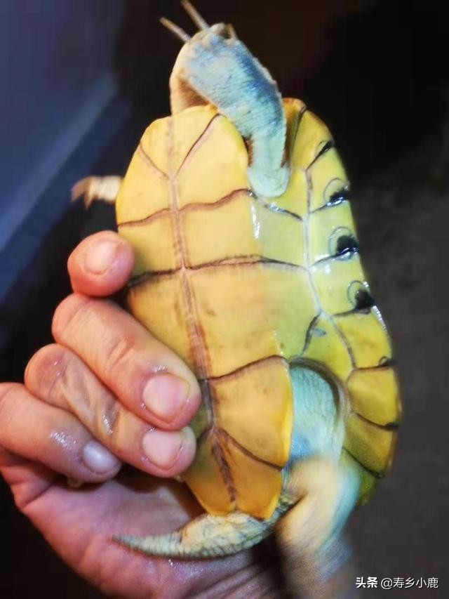 巴西龟到底有什么,巴西龟真的不值钱吗