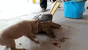 刚租的房子，打扫时发现的前租客留下的东西，要告诉房东吗？