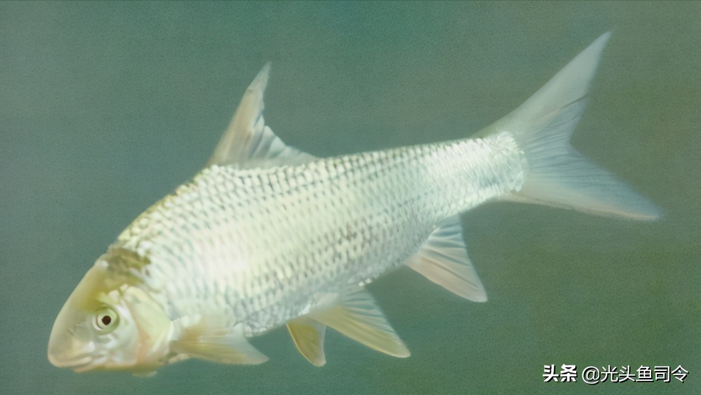 长江保护鱼类,有关长江鱼类资源保护