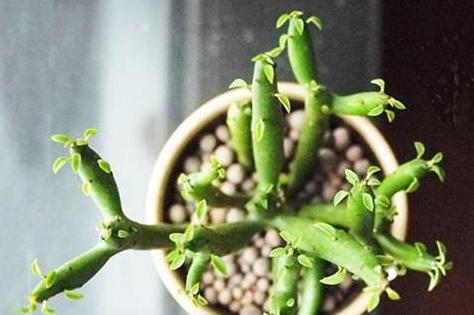 蚧壳虫最喜欢吃什么多肉,蚧壳虫不吃多肉的天敌