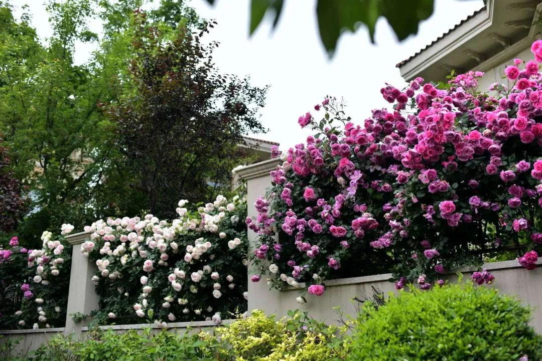 东北花园四季开花植物,北方一年四季都开花的花园