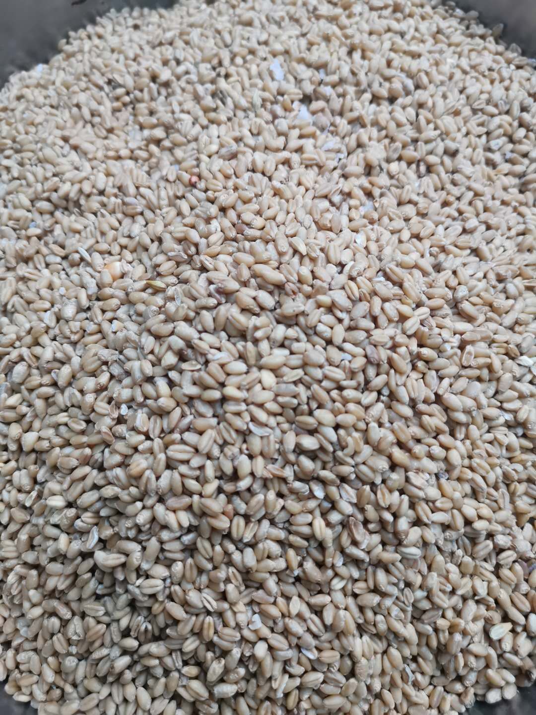 自制麦酱全过程视频,自制麦汁