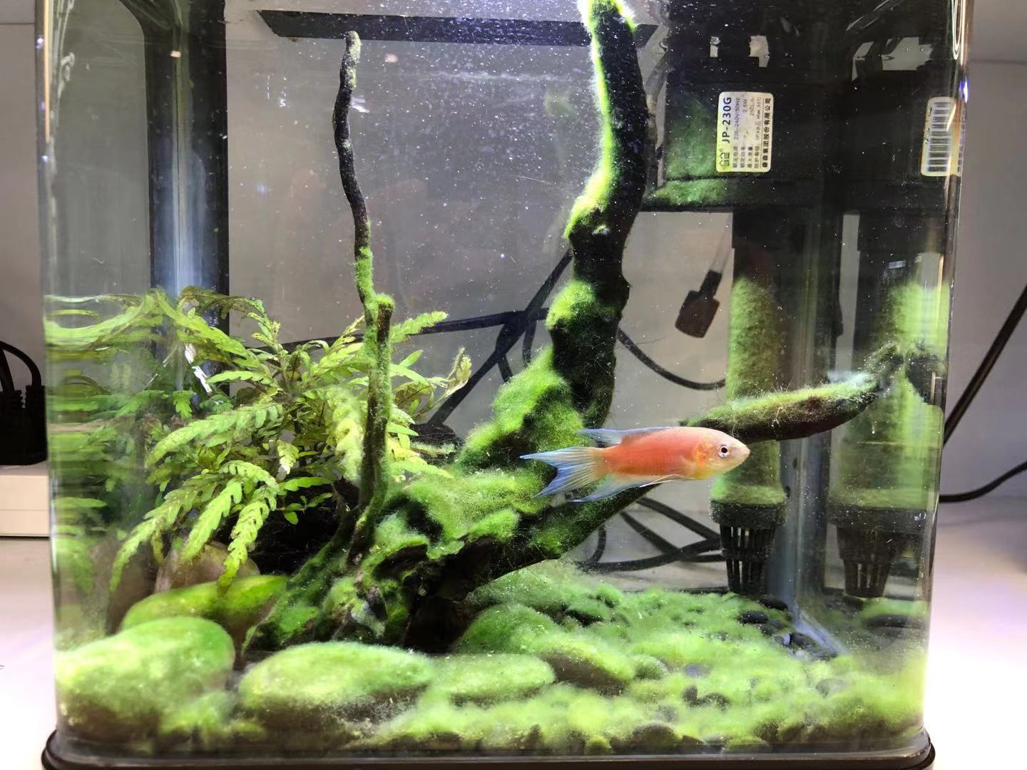 新手养鱼要挑什么样的鱼缸,养鱼新手老手怎么选择鱼缸