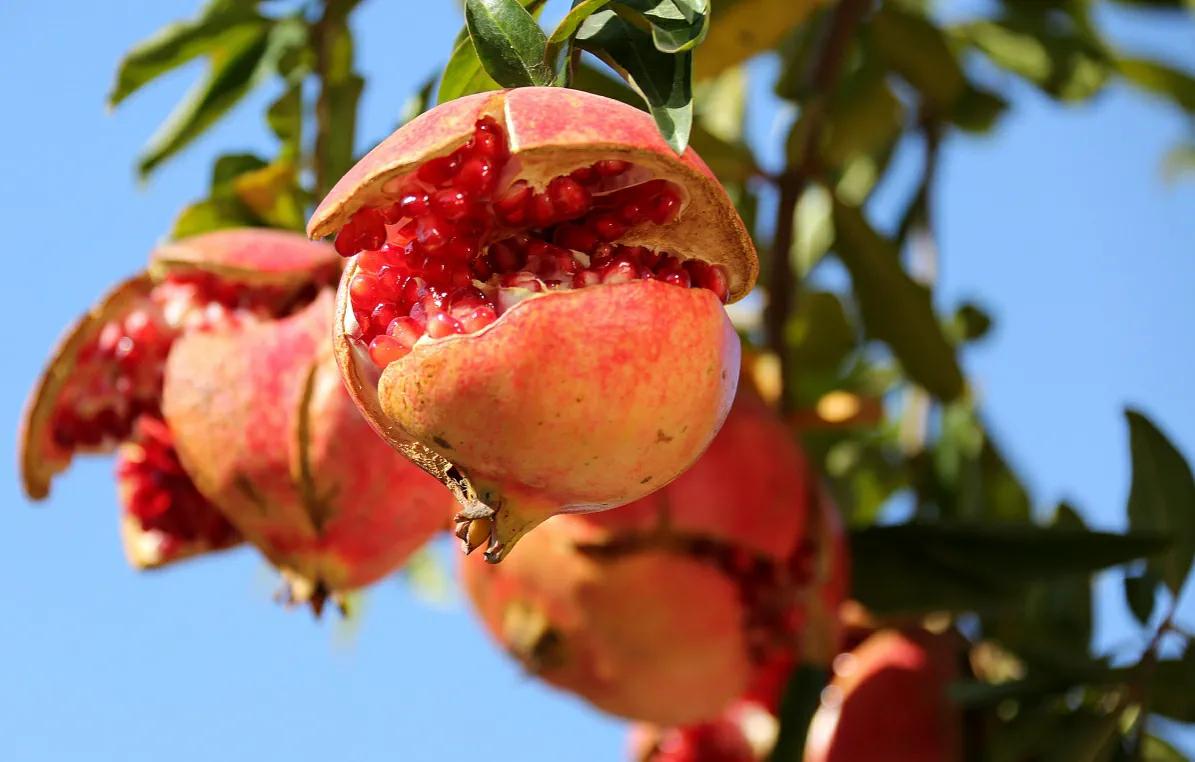 石榴树怎么修剪才能长得快,幼苗石榴树长三个分叉要修剪吗