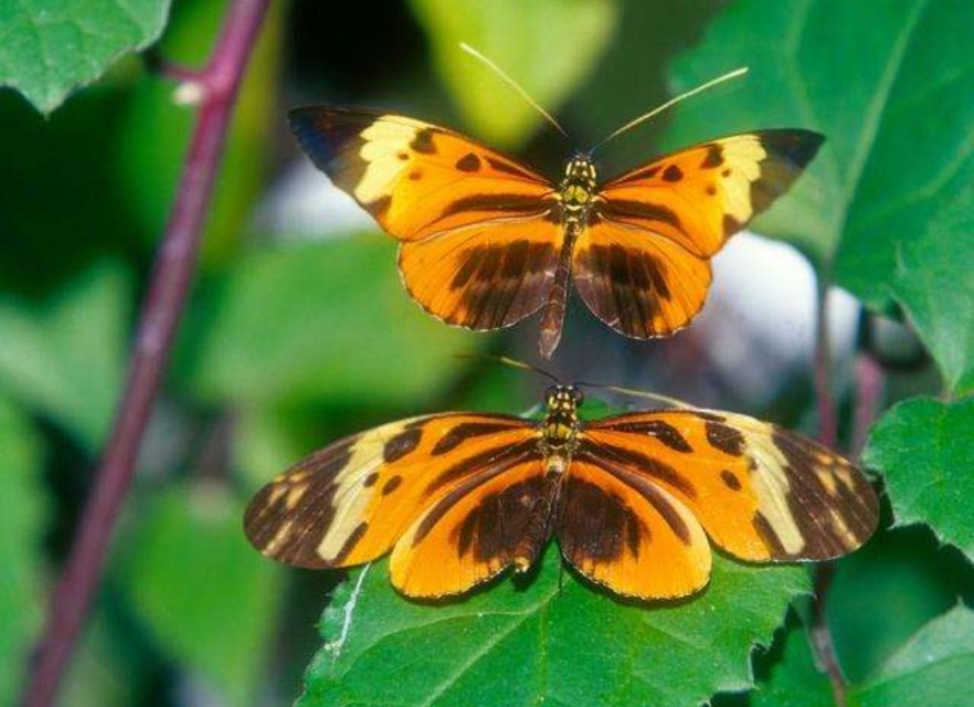 亚马逊蝴蝶扇动翅膀引发海啸图片,亚马逊那只蝴蝶是怎样引起海啸的