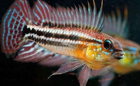 养观赏鱼小知识大全,养观赏鱼知识大全