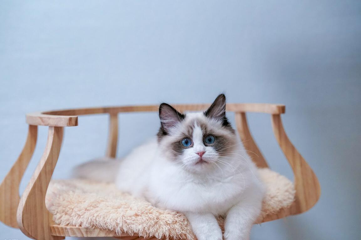 布偶猫养公猫好还是母猫好,布偶猫养母的还是公的