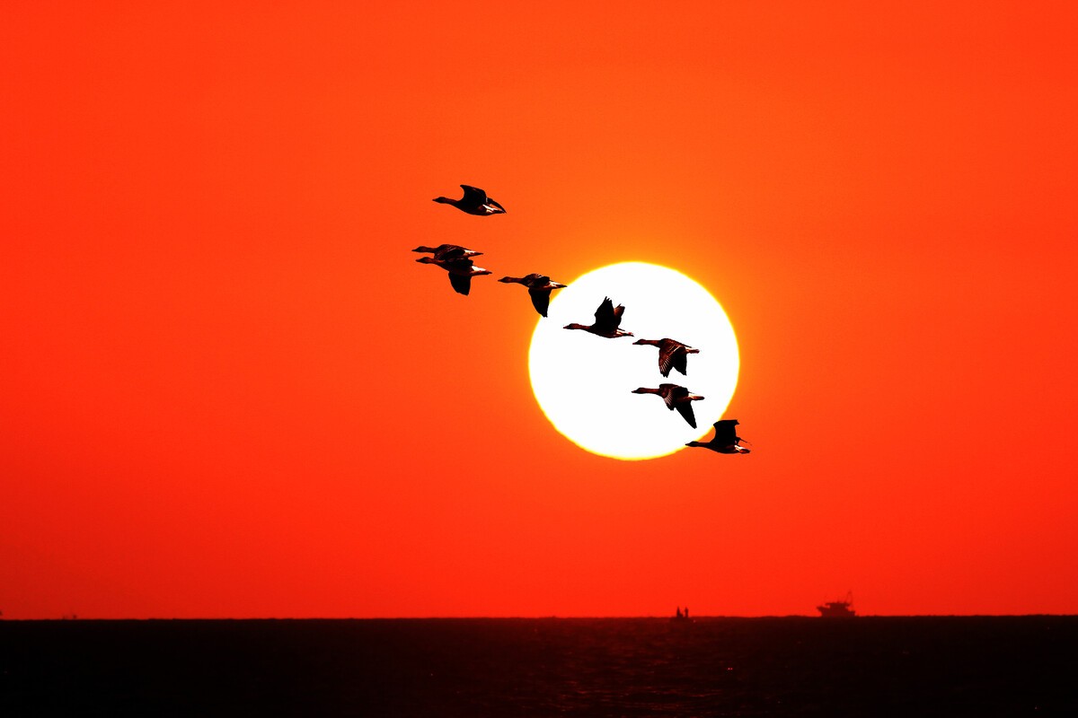 归雁唐钱起赏析答案,归雁钱起赏析