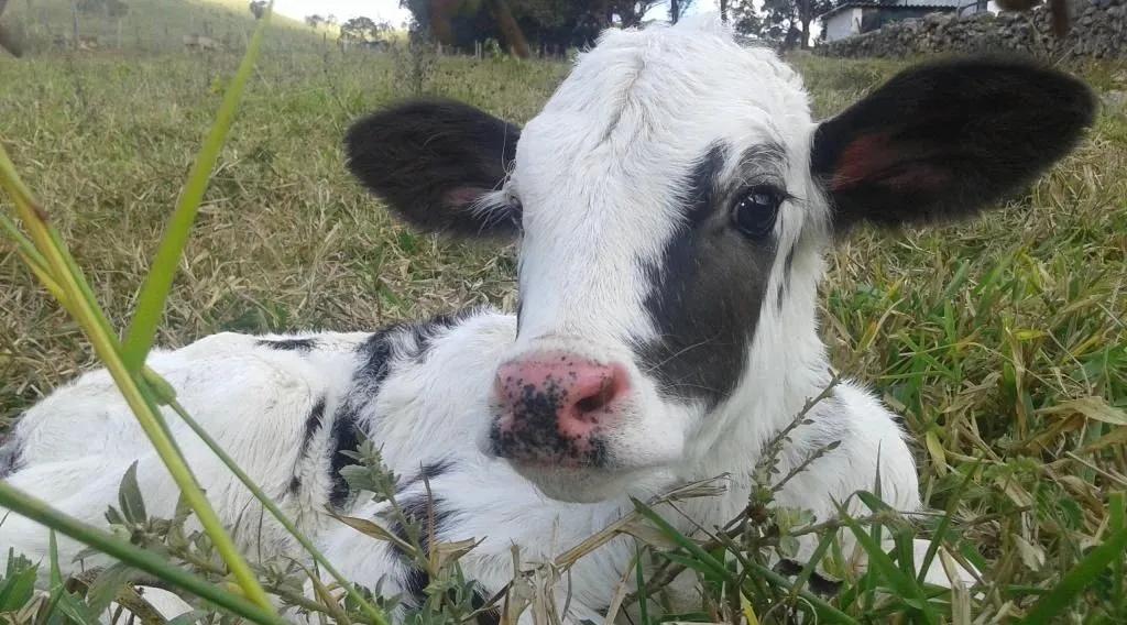预防牛犊拉稀用什么药,新生牛犊拉稀带绿的正常吗