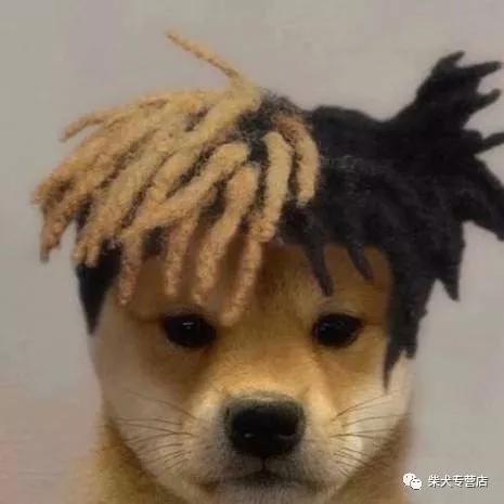 柴犬的4大缺点劝你别养,养柴犬的5个好处你不动心吗