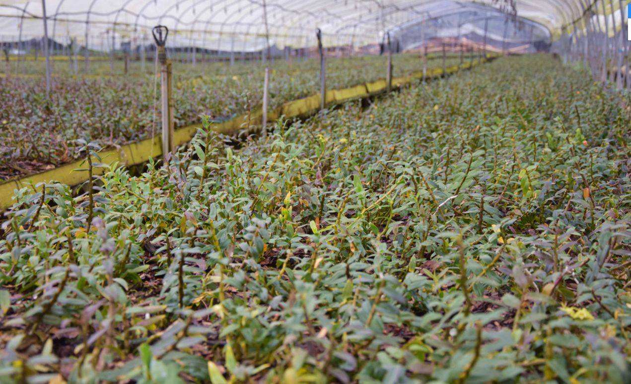 铁皮石斛怎么种植方法如下,铁皮石斛怎么种植有教程吗