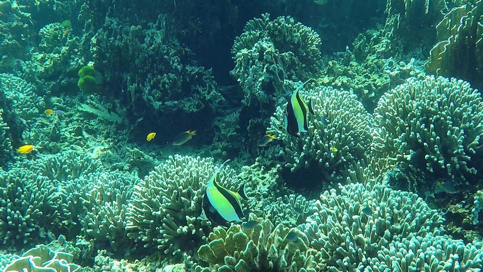 泰国普吉岛斯米兰岛旅游攻略,泰国旅游普吉岛的夏天皮皮岛浮潜