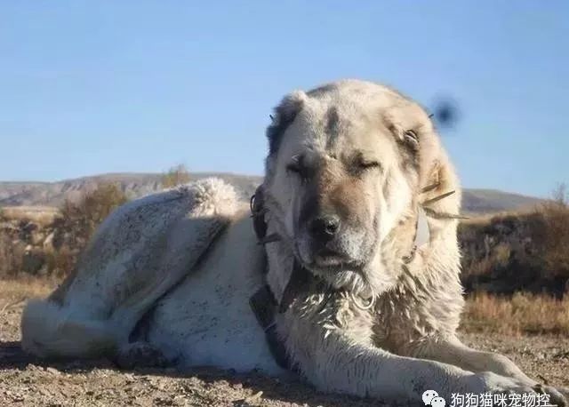 世界上最强的10种狗排名,世界上巨型狗大全