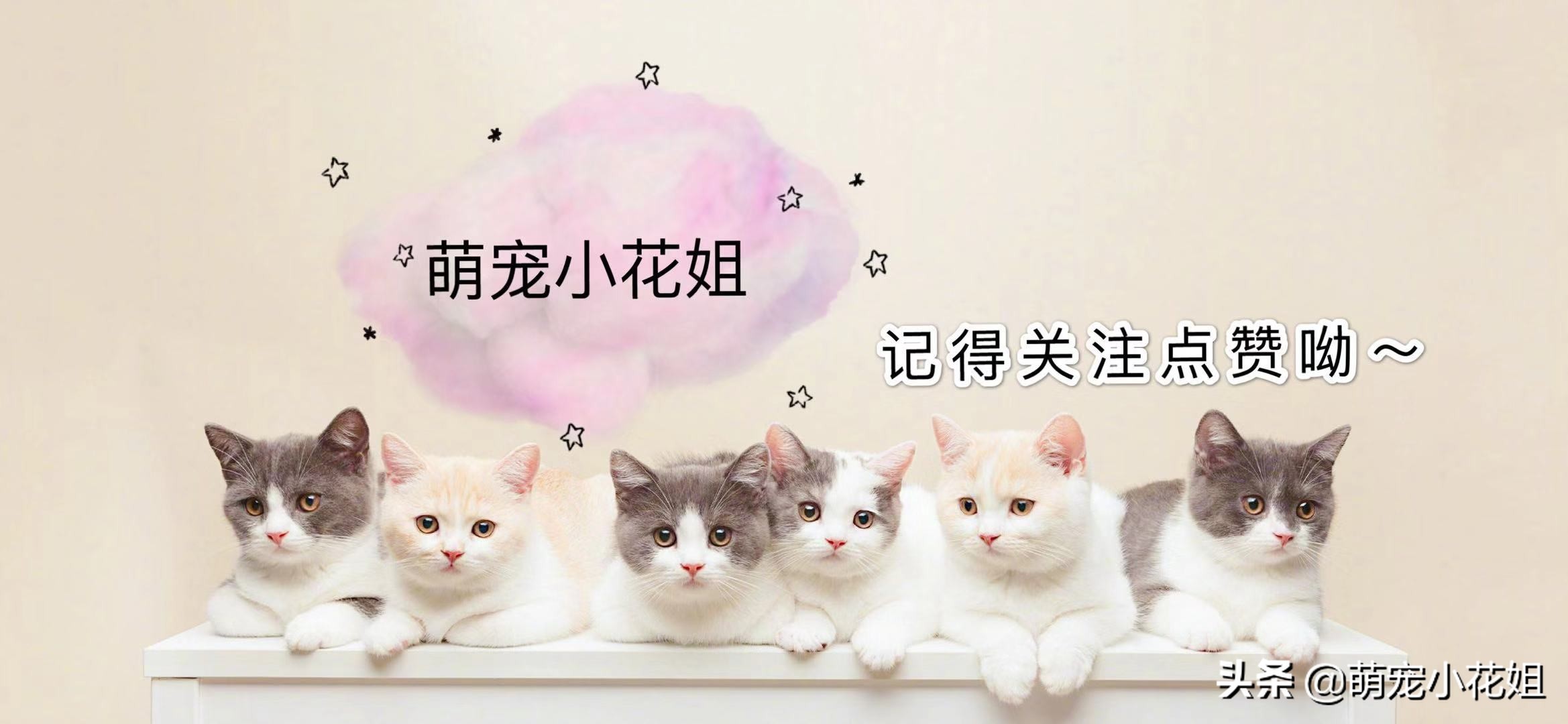 猫咪虐待猫的真相,猫咪虐待猫真相