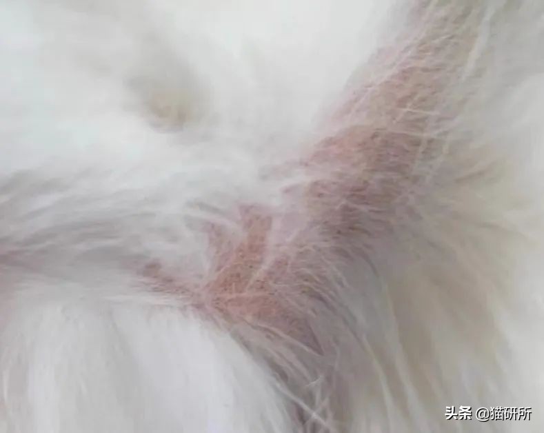 猫咪项圈对猫咪有危害吗,猫项圈给猫咪带来的危害