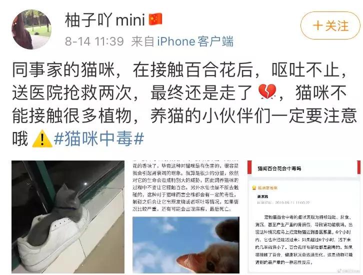 猫咪百合花粉中毒后怎么救,猫咪误食百合的症状