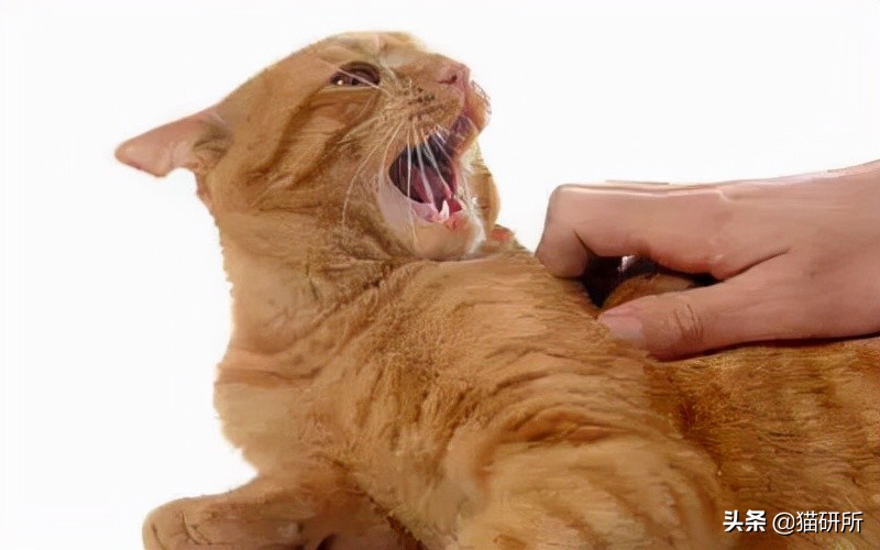 猫咪为什么老是揍主人,猫咪为什么揍年轻人