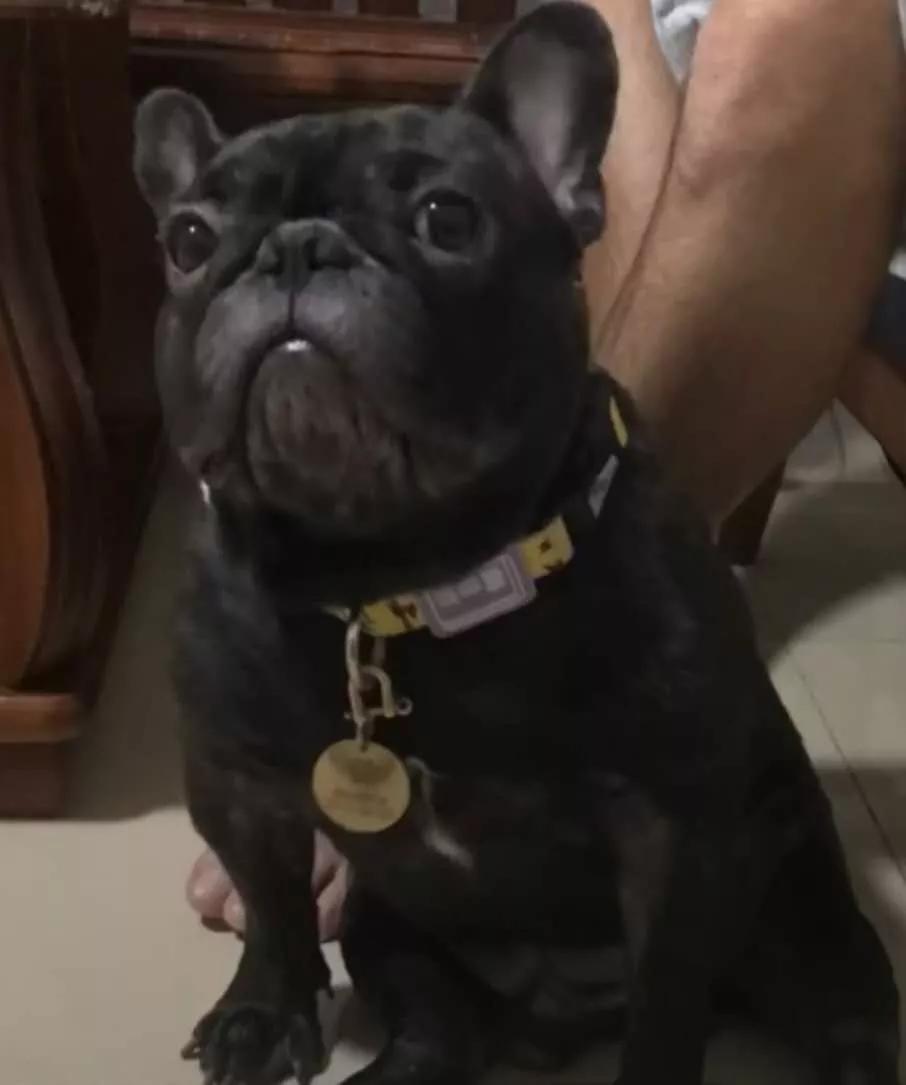 养狗真实感受图片,养狗真实的感受