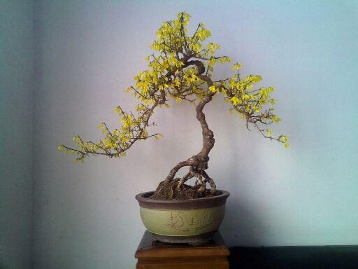 大型连翘树桩盆景图片及价格,连翘树桩盆景图片