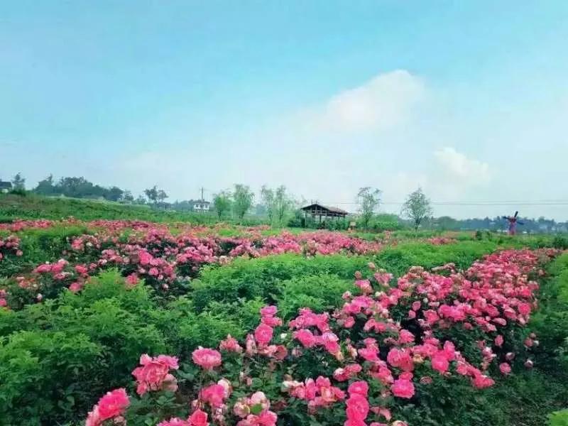 大马士革玫瑰精油多少钱一瓶,初丹大马士革玫瑰精油怎么样