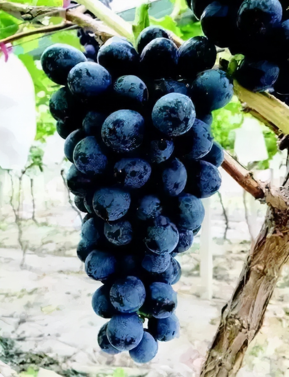 最新的早熟葡萄品种,比较好的早熟葡萄品种