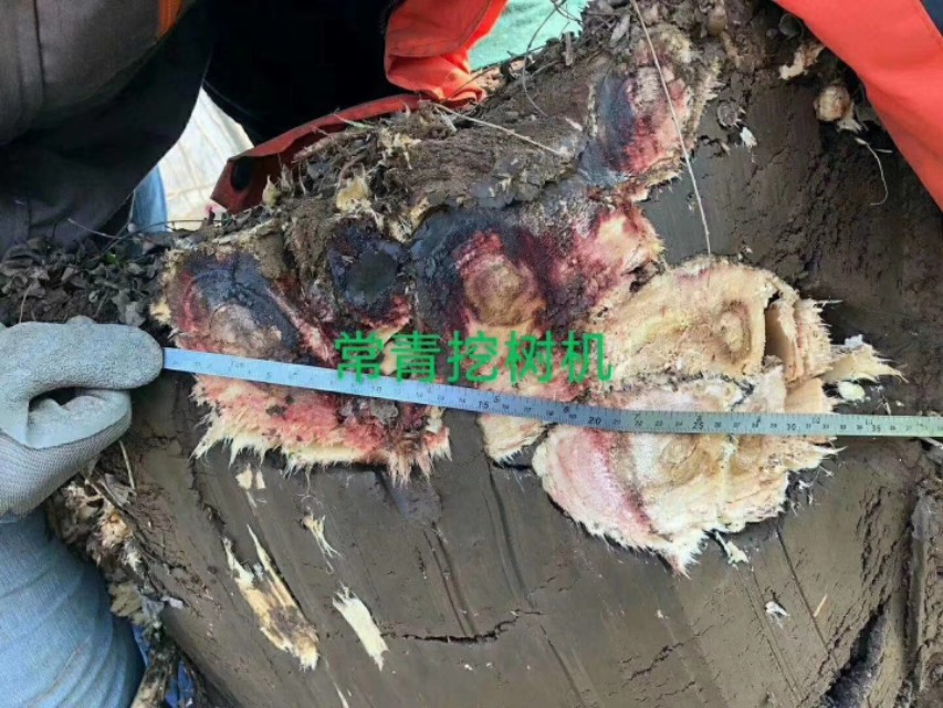 常青小型挖树机多少钱一台,常青挖树机厂家