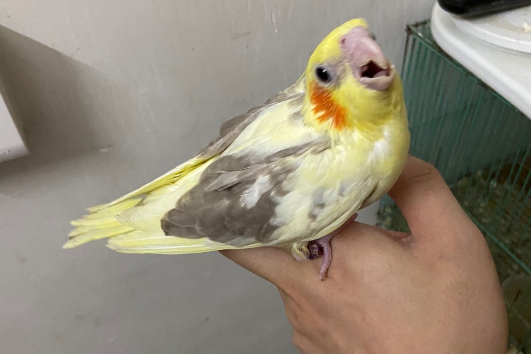 玄凤鹦鹉刚出生怎么辨别品种,玄凤鹦鹉有多少个品种