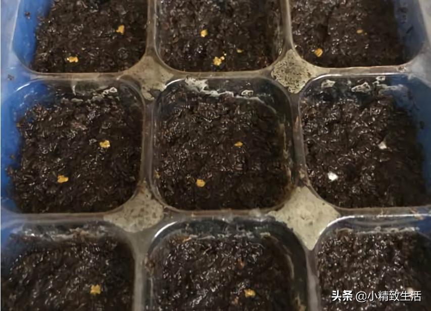 花草种子几月份播种最好,花草播种