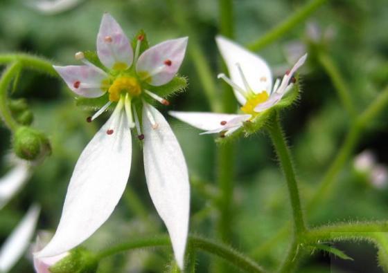 四季都开花的虎耳草盆栽,开花虎耳草养殖方法