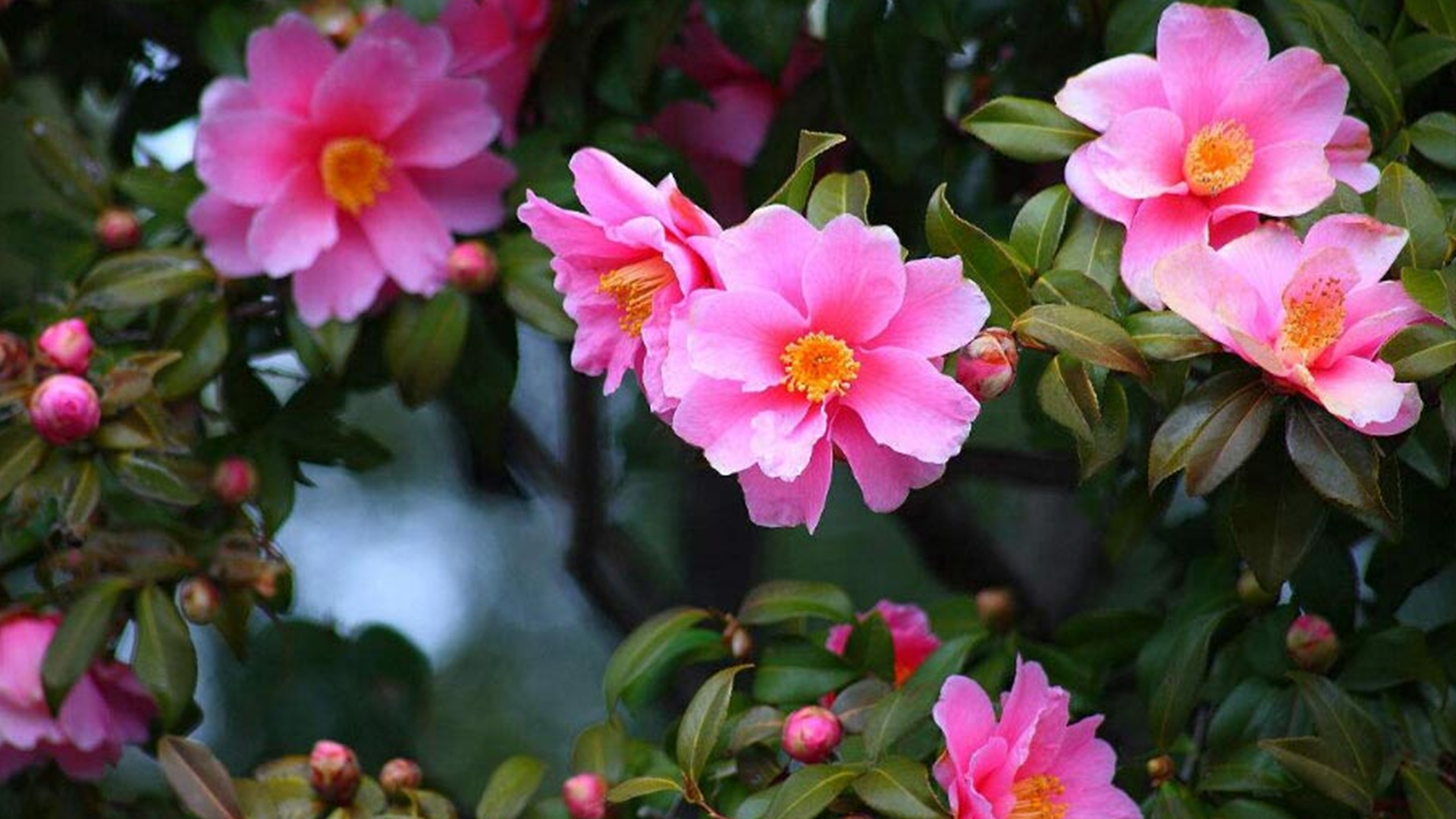 茶梅花苞期怎样养护,茶梅开花期间怎么管理