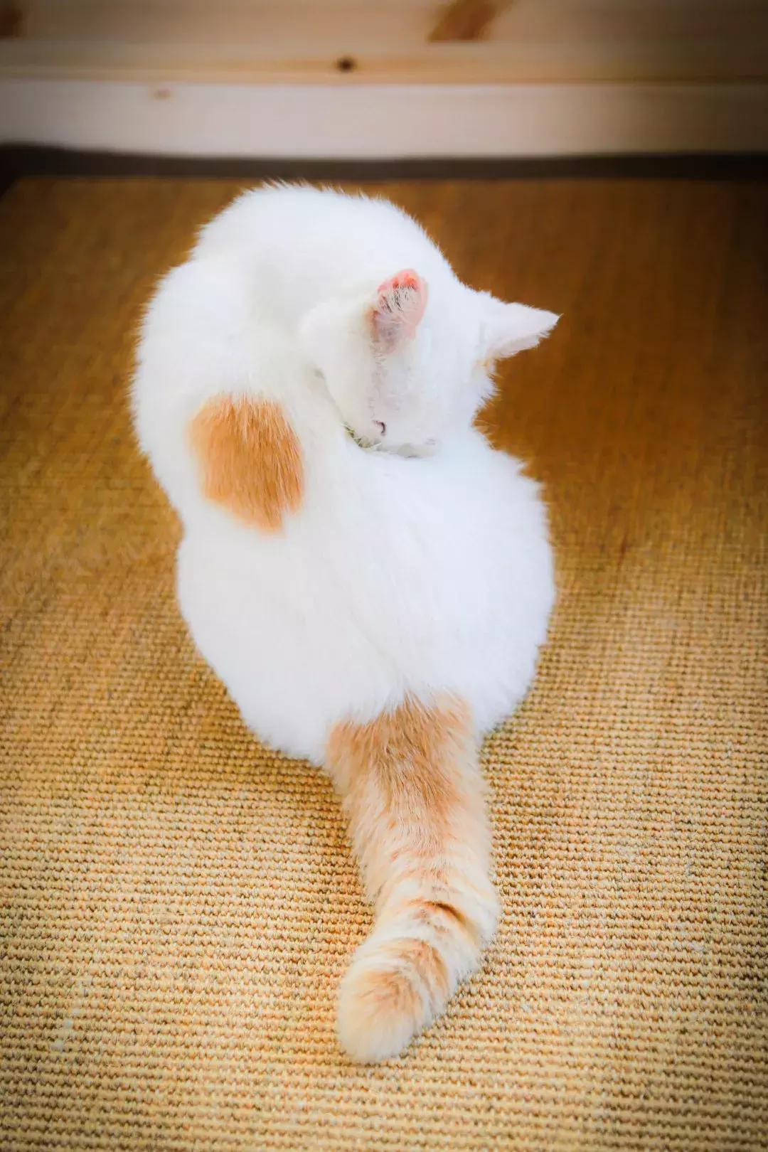 马未都给皇家带什么,马未都讲鸳鸯是什么