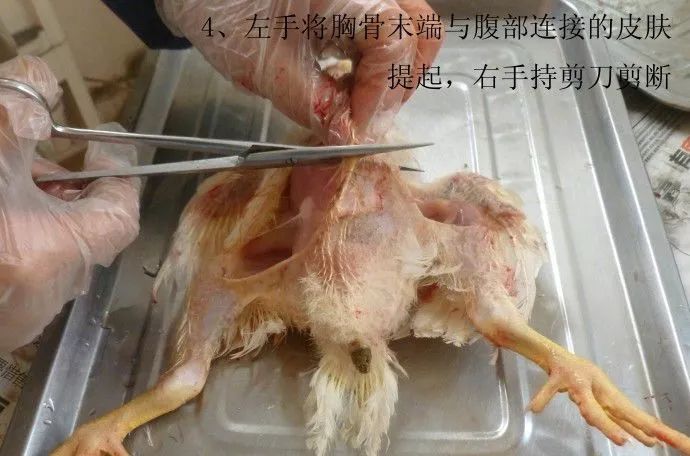 家禽常见疾病及检测方法书籍,家禽疾病如何检测