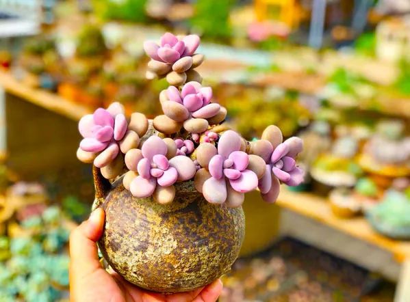 室雅何须大，花香不在多，在小屋里赏花种草，把日子过得刚刚好