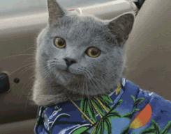 警惕!已有多人中毒!华西急诊科医生:这种发苦的家常菜不能吃!严重可致命