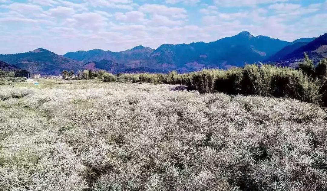 到广州•来从化：花城看花，花在从化——从化五朵金花邀您过大年