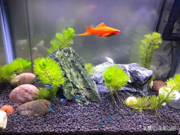 鱼缸养水草有绿苔怎么办,观赏鱼鱼缸里的石头