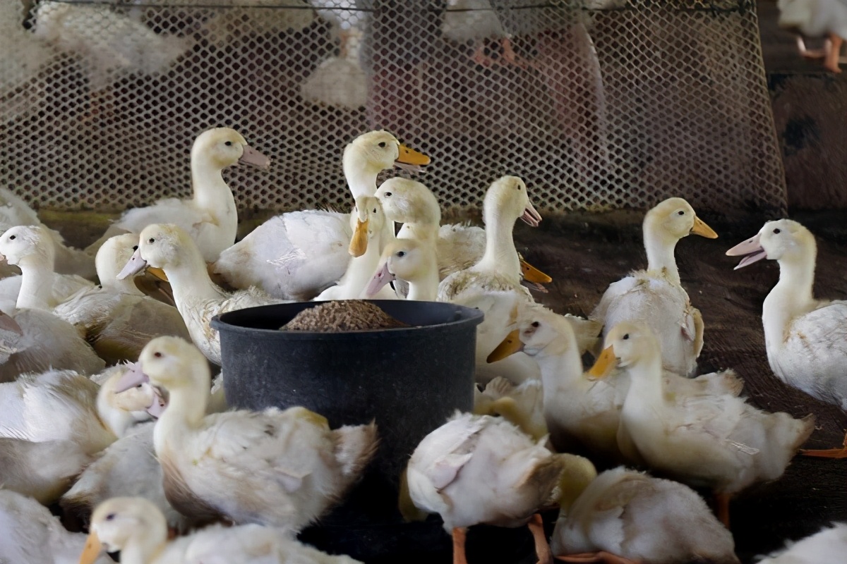 白条鸭为什么夏天价格猛涨,白条鸭和散养鸭的区别在哪里