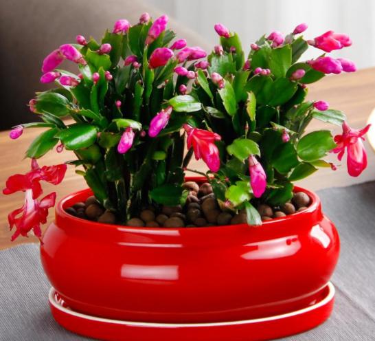 养花四种肥,这4种花只要水就可以养活