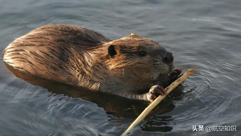 飞机制造商对动物的喜爱到底有多深?——德哈维兰加拿大