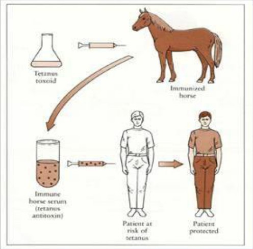 被蛇咬急寻抗蛇毒血清,专家被蛇咬伤抗蛇毒血清