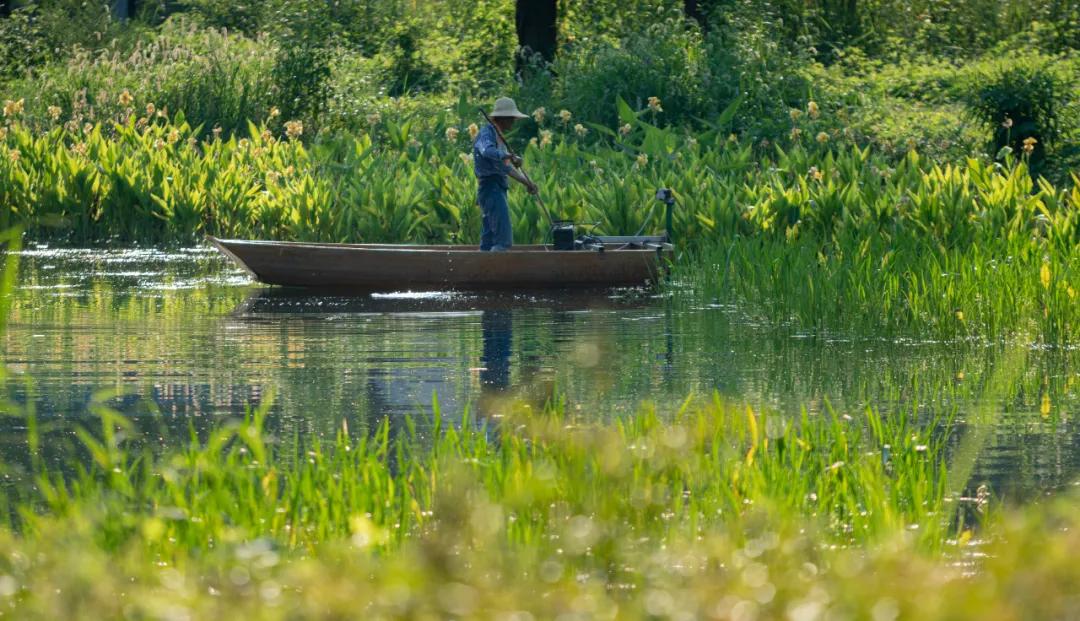 武汉华侨城湿地公园绿化,华侨城生态湿地公园武汉什么区