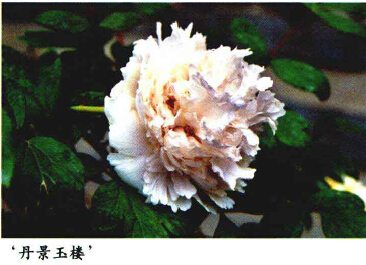 牡丹,熟悉而陌生——“花王”的前世今生,带你重新认识牡丹