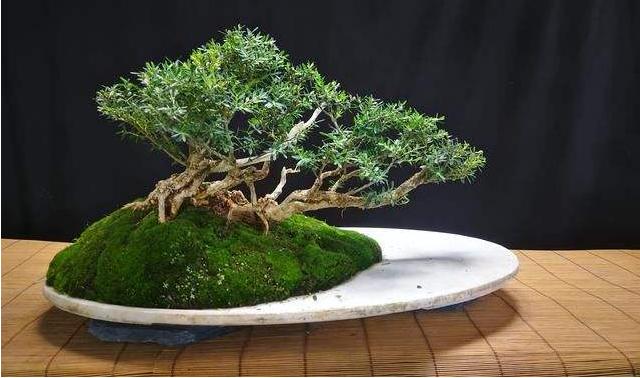 雀舌黄杨盆景什么时候修剪,雀舌黄杨盆景几年能开花