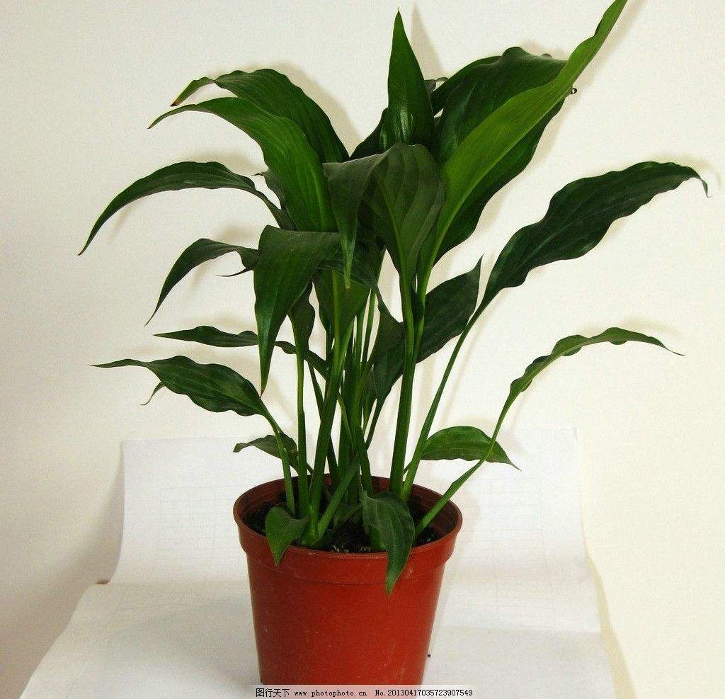 没想到小苏打竟然有这么多的妙用,你一定要知道的小苏打4大妙用