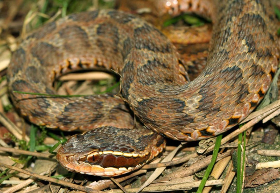 陆栖毒蛇毒性排行,毒蛇毒性分类