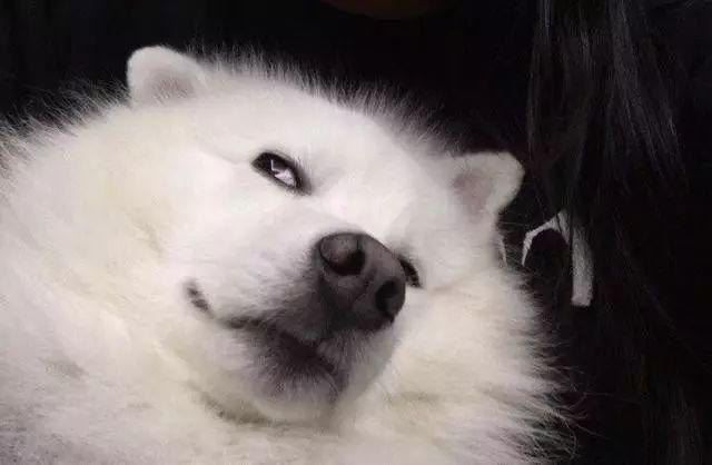 雪橇三傻萨摩耶如何训练抓野兽,萨摩耶雪橇三傻